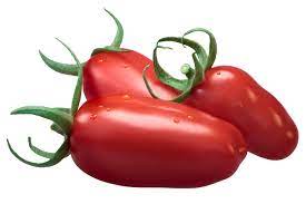 San Marzano Italian Plum Tomato Solanum lycopersicum for planting in home garden